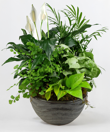 Dish Garden - Lush Green Plants In a Ceramic