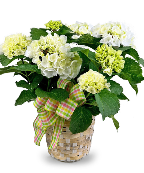 Premium White Hydrangea - 8