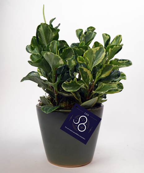 Leo Zodiac Plant