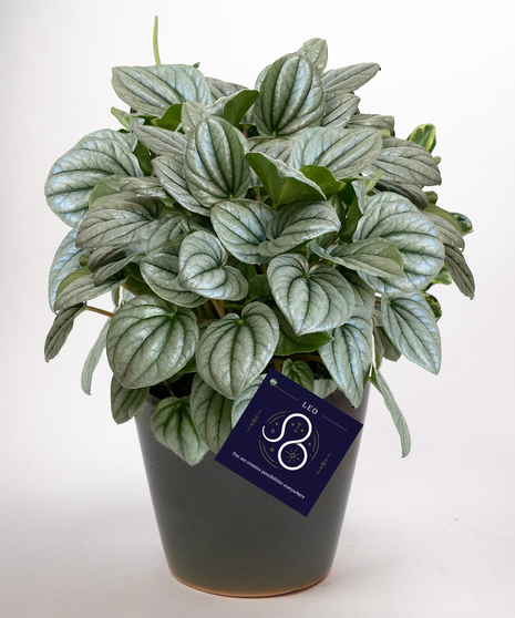 Leo Zodiac Plant