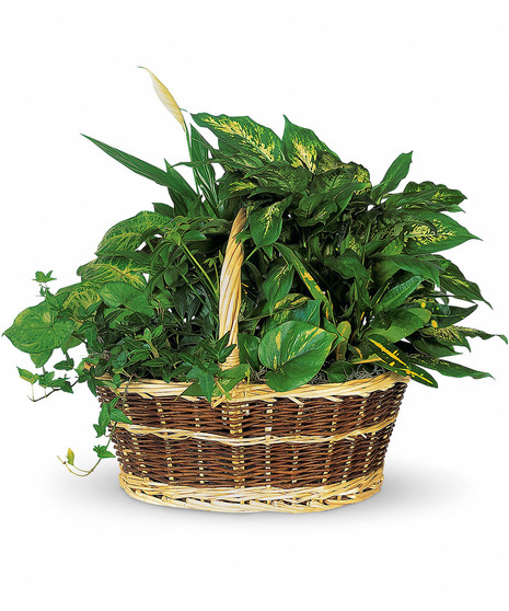 A mix of lush green plants in a handbasket