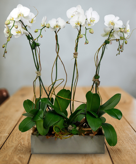 Six orchid plants presented in a charming white container adorned with river rocks
