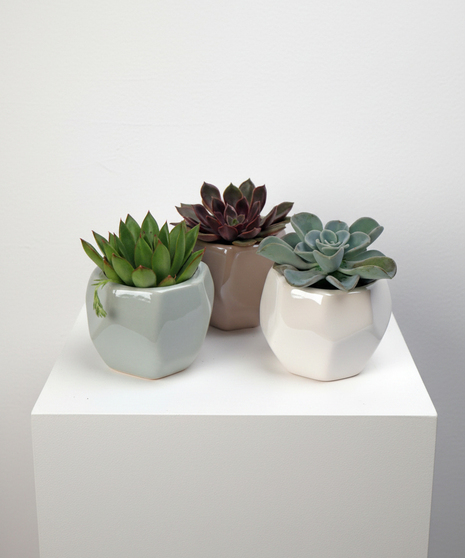 Plants