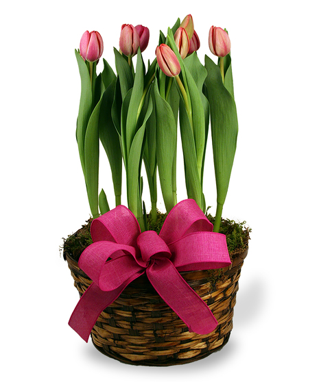 Spring Tulip Basket
