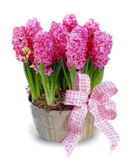 Spring Hyacinth Basket