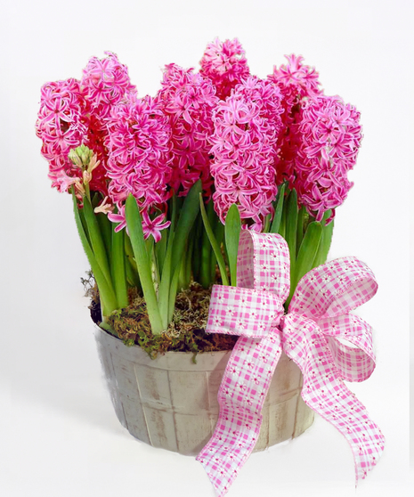 Spring Hyacinth Basket