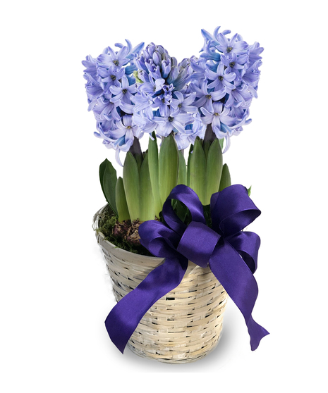 Spring Hyacinth Basket