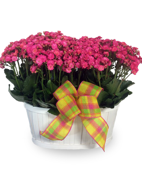 Double Kalanchoe