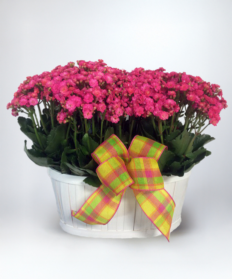 Double Kalanchoe