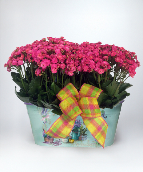 Pink kalanchoe plant presented in a charming basket container with a plaid bow