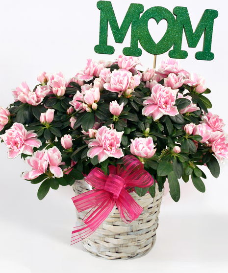 Amazing Mom Azalea