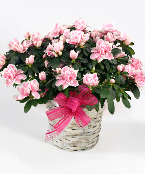 Amazing Azalea