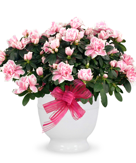 Pink azalea plant in a white planter tied with a pink bow