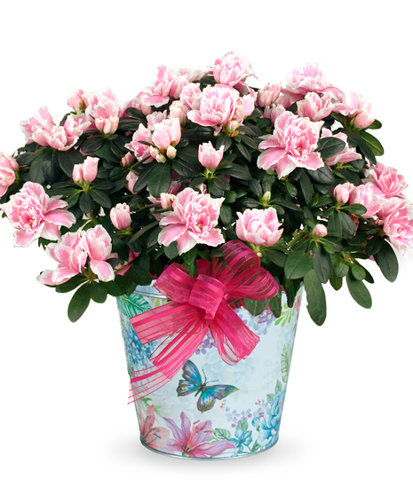 Pink azalea plant in a white planter tied with a pink bow