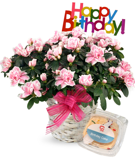 Pink azalea plant in a white planter tied with a pink bow