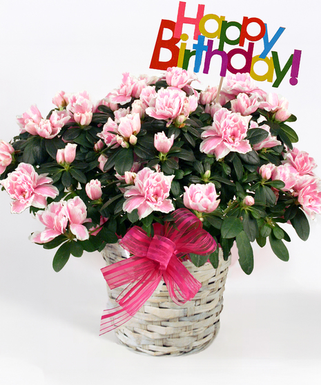 Birthday Azalea