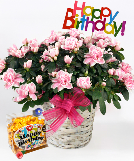 Pink azalea plant in a white planter tied with a pink bow