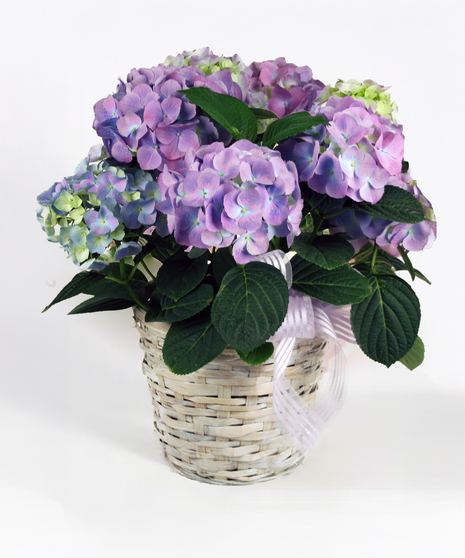 Hydrangea Plant