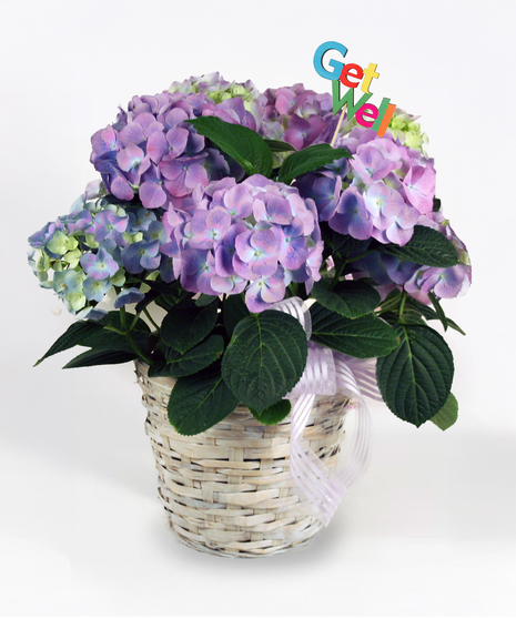 Get Well Hydrangea - With Get Well Pick!