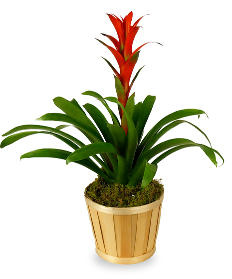 Bromeliad