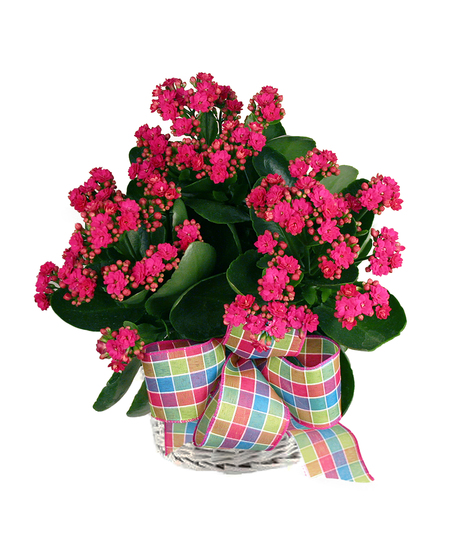 Pink kalanchoe plant presented in a charming basket container with a plaid bow