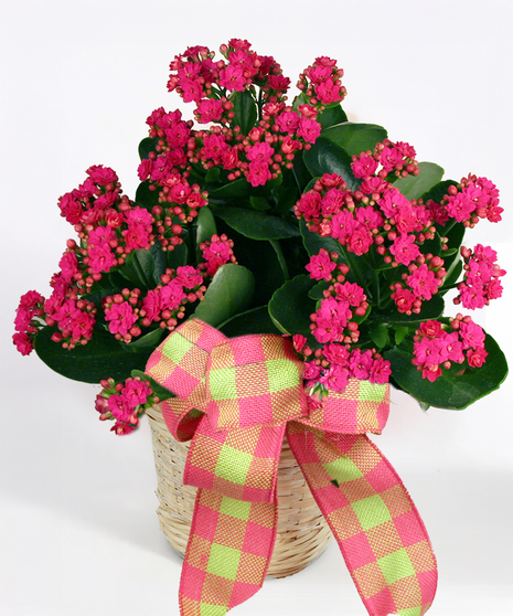 Blooming Kalanchoe