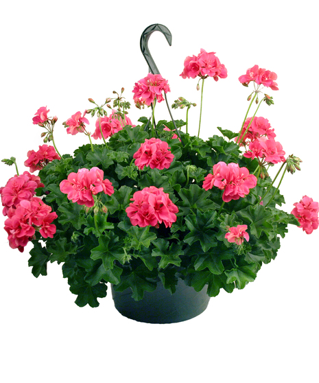 Hanging Geranium
