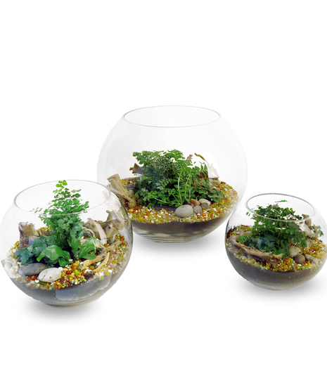 Thoughtful Terrariums