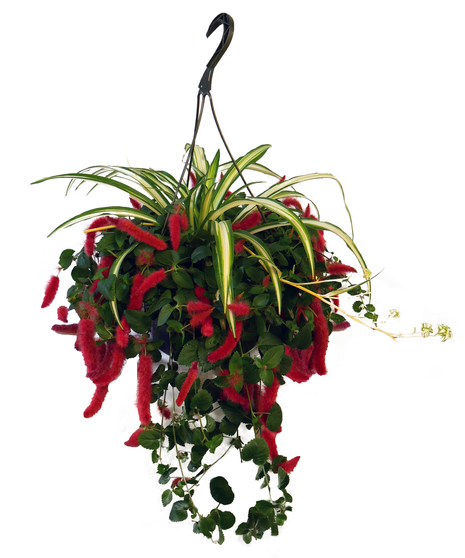 Chenille Hanging Basket - Fort Wayne Delivery
