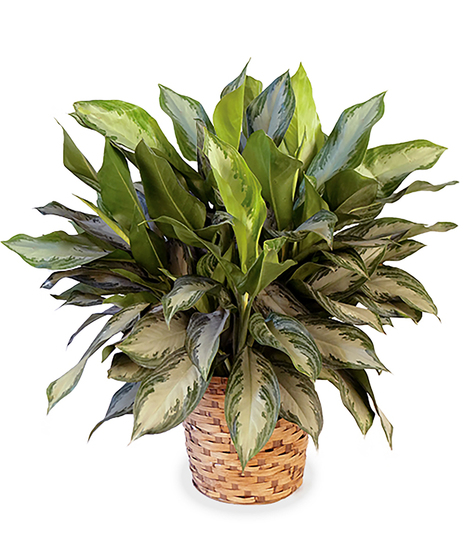 Aglaonema