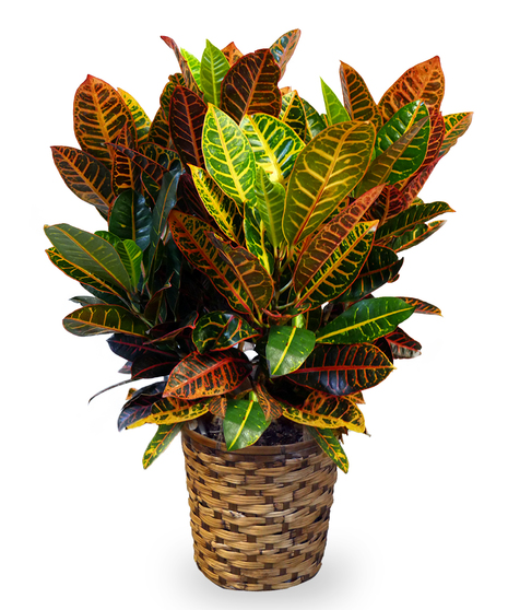 Croton