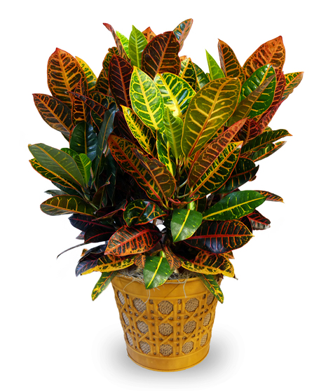 Fall Croton