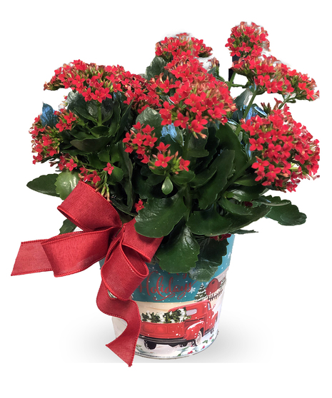 Pink kalanchoe plant presented in a charming basket container with a plaid bow
