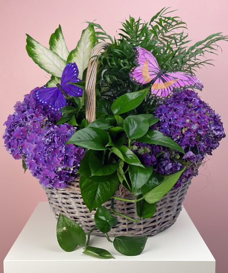 Butterfly Hydrangea Garden