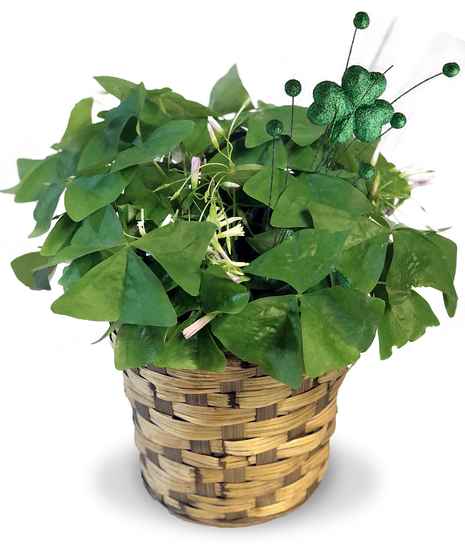 Shamrock Plant