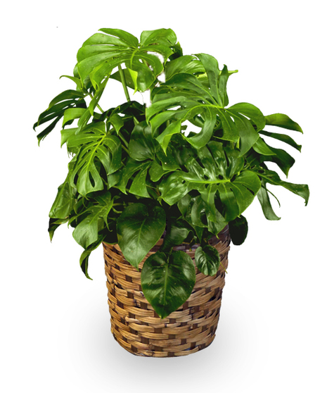 Monstera Bush