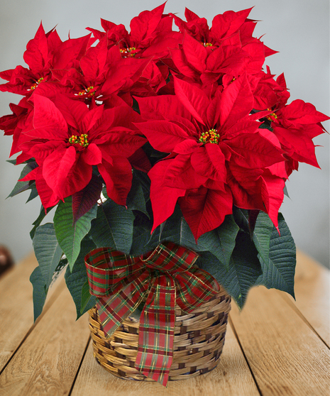 Red or White Poinsettia