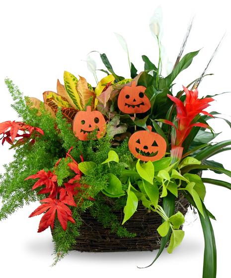 Pumpkin Pizzazz Garden