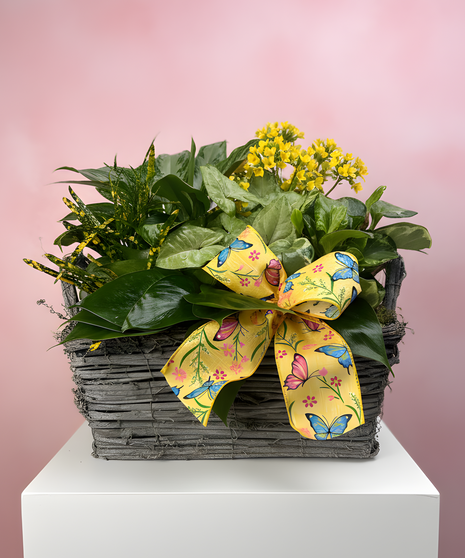 Mixed green plants with pink blooms in a rectangular woven basket, accented with a butterfly ribbon, displayed on a white pedestal against a soft pink background.