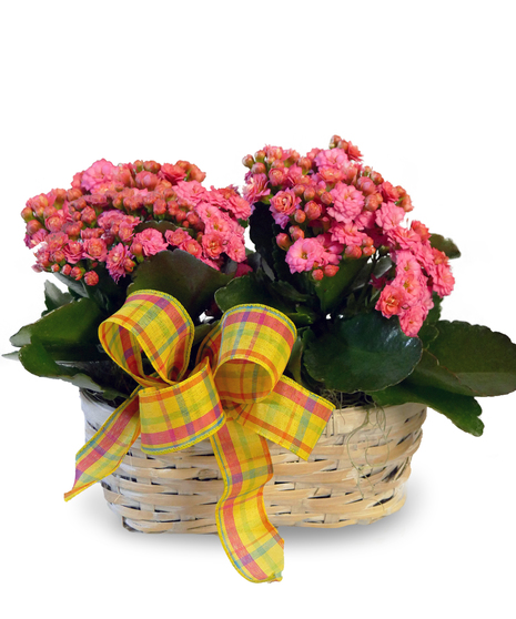 Pink kalanchoe plant presented in a charming basket container with a plaid bow