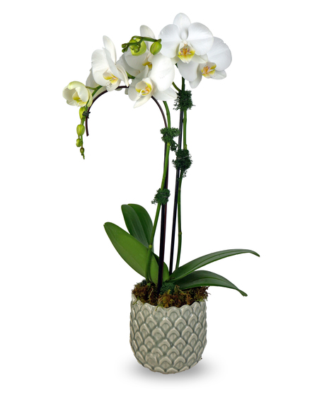 Petite Orchid