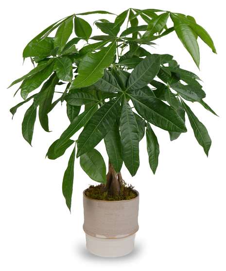 Money Tree