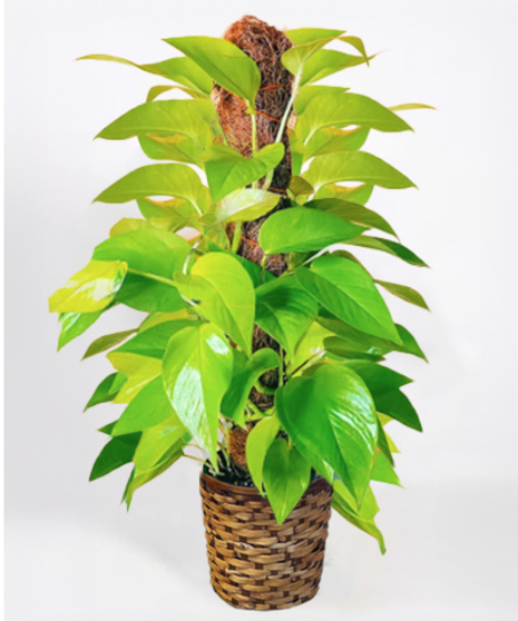 Neon Pothos Totem Pole