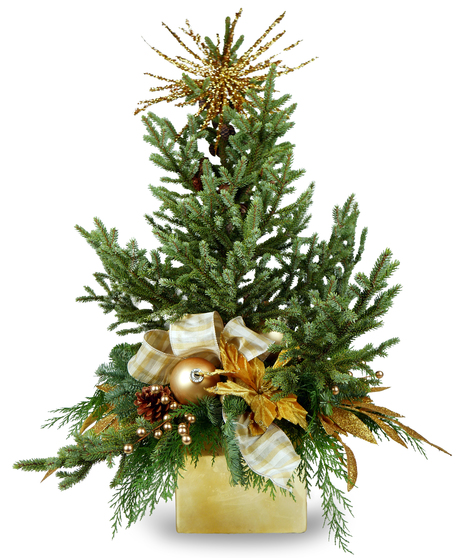 O Tannenbaum