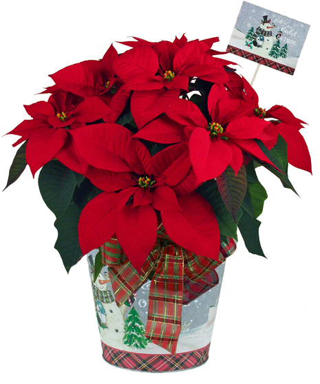 Frosty Cheer Poinsettia - With Decorative Pot & Sign