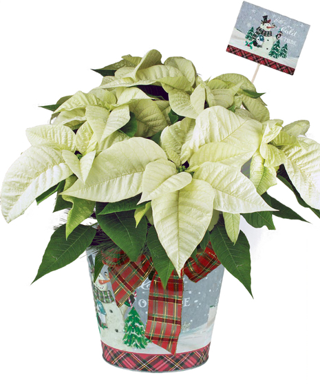 White Frosty Cheer Poinsettia - With Decorative Pot & Sign