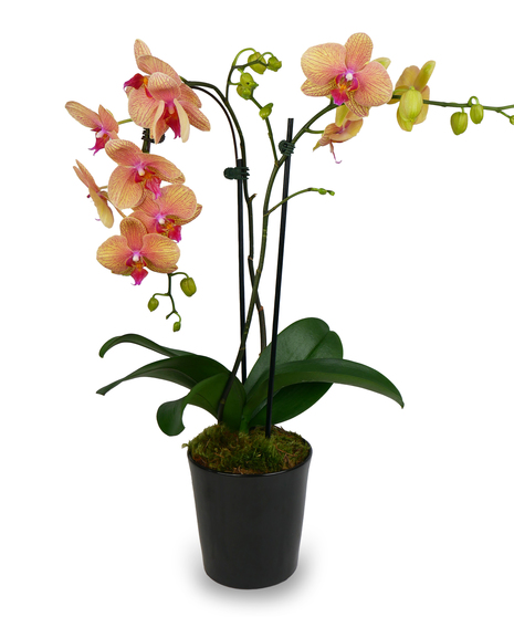 Sunset Sky Orchid