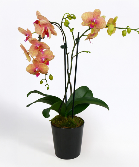 Sunset Sky Orchid