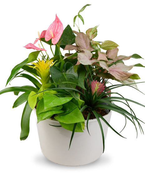 Plantasia Dish Garden