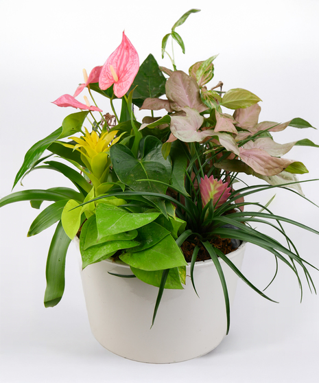 Plantasia Dish Garden